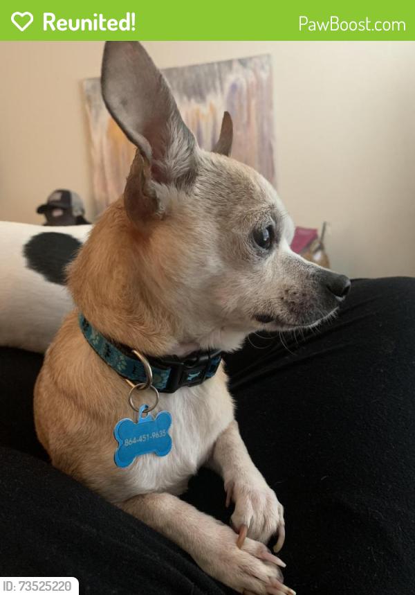 Reunited Male Dog last seen Crestview Rd, Brushy Creek Rd, McAlister Rd, Easley, SC 29642