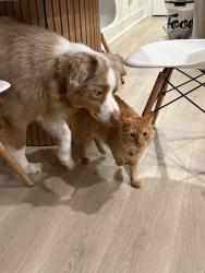 Reunited Male Cat last seen Campbell road, York, SC 29745