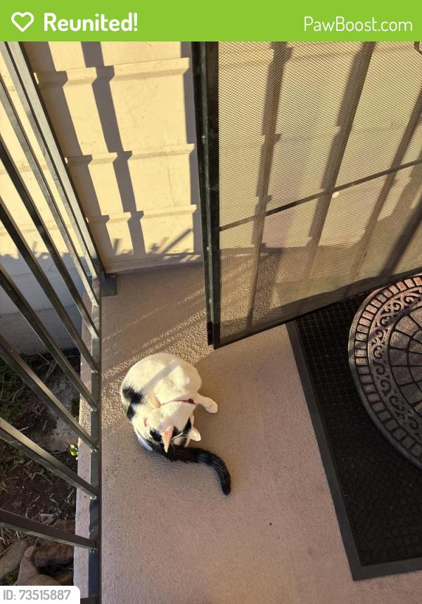 Reunited Male Cat last seen Pendleton park, San Diego, CA 92115