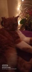 Reunited Male Cat last seen Northcrest, Spring, TX 77389