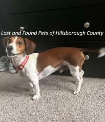 Lost Male Dog last seen Corner of North Florida Avenue and East 124th Avenue, Tampa, FL 33602