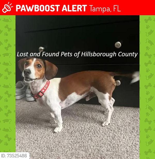 Lost Male Dog last seen Corner of North Florida Avenue and East 124th Avenue, Tampa, FL 33602
