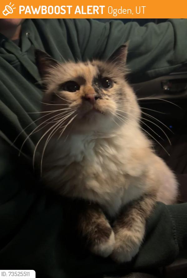 Found/Stray Unknown Cat last seen by the cemetery on 36th St., Ogden, UT 84403