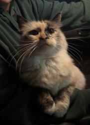 Found/Stray Unknown Cat last seen by the cemetery on 36th St., Ogden, UT 84403