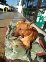 Reunited Male Dog last seen Tully and union, Modesto, CA 95350