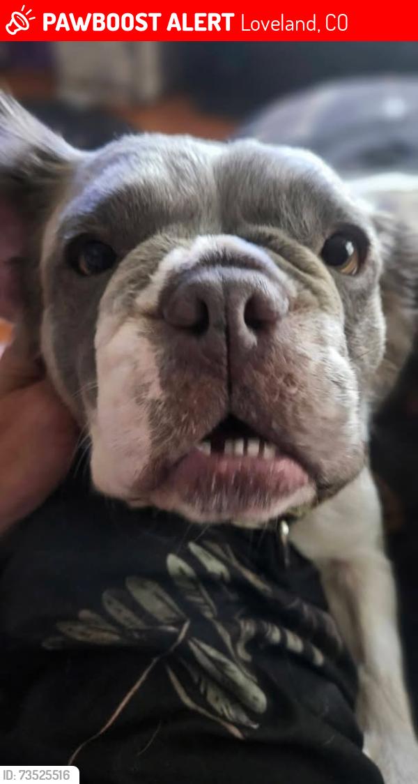 Lost Female Dog last seen 6th and Madison Ave, Loveland, CO 80537