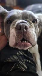 Lost Female Dog last seen 6th and Madison Ave, Loveland, CO 80537