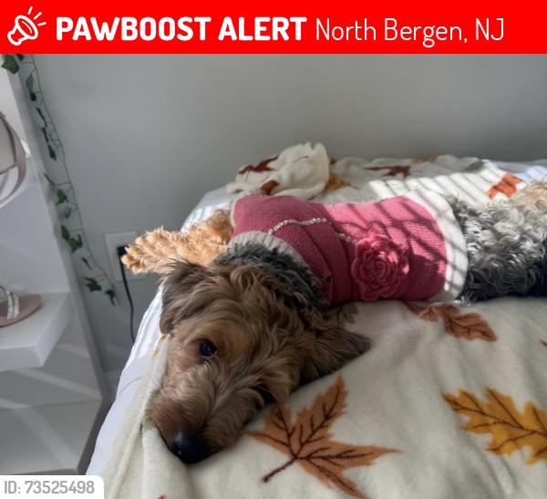 Lost Female Dog last seen JFK and Paterson Plank Blvd, North Bergen, NJ 07087
