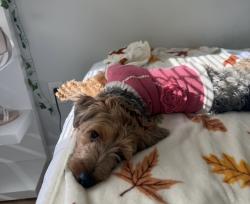 Lost Female Dog last seen JFK and Paterson Plank Blvd, North Bergen, NJ 07087