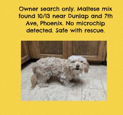 Found/Stray Unknown Dog last seen 7th Ave and Dunlap, Phoenix, AZ 85020