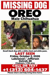 Lost Male Dog last seen Lakewood and Jefferson, Detroit, MI 48215