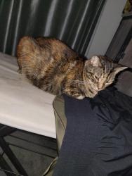 Reunited Female Cat last seen Hobcaw bluff drive, Mount Pleasant, SC 29464
