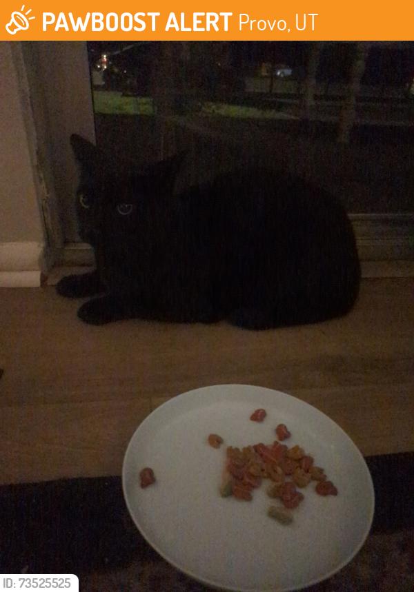 Found/Stray Male Cat last seen Na, Provo, UT 84602