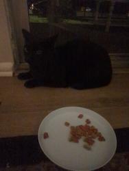 Found/Stray Male Cat last seen Na, Provo, UT 84602