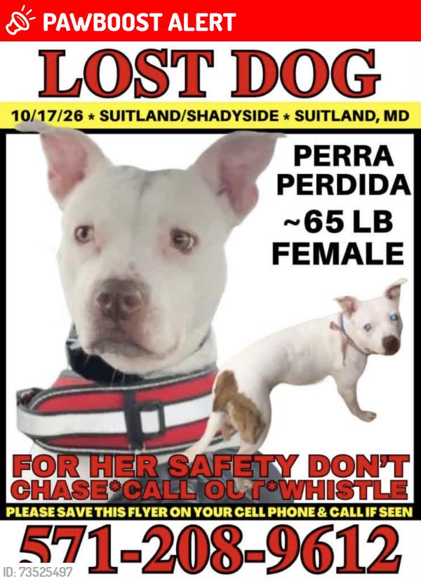 Lost Female Dog last seen Last seen near Shadyside Ave, Suitland-Silver Hill, MD 20746