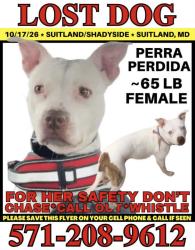 Lost Female Dog last seen Last seen near Shadyside Ave, Suitland-Silver Hill, MD 20746