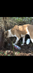 Found/Stray Female Dog last seen Ekom beach road poplar springs rpaf, Ware Shoals, SC 29692