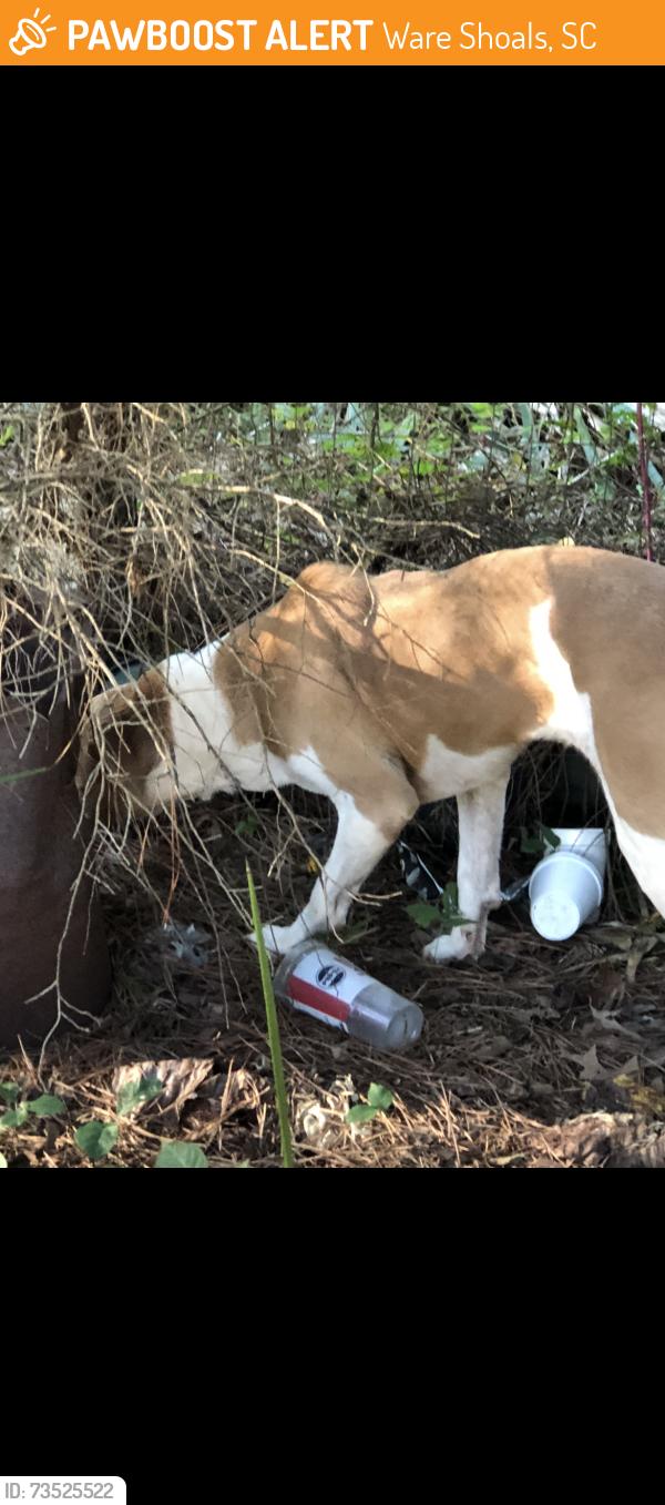 Found/Stray Female Dog last seen Ekom beach road poplar springs rpaf, Ware Shoals, SC 29692