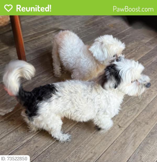 Reunited Male Dog last seen 4th Street, Pflugerville, TX 78660