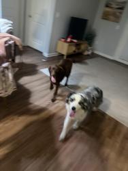 Found/Stray Unknown Dog last seen Fitzroy apmts, Burleson, TX 76028