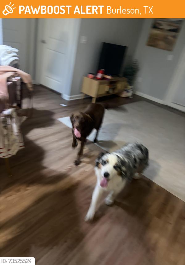 Found/Stray Unknown Dog last seen Fitzroy apmts, Burleson, TX 76028