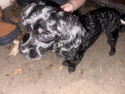 Found/Stray Male Dog last seen Blue springs mo, Blue Springs, MO 64015