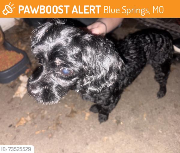 Found/Stray Male Dog last seen Blue springs mo, Blue Springs, MO 64015