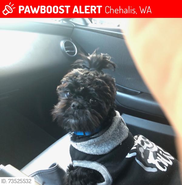 Lost Male Dog last seen Chehalis, Chehalis, WA 98532