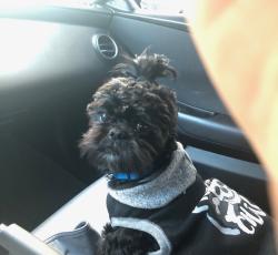 Lost Male Dog last seen Chehalis, Chehalis, WA 98532