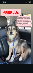 Reunited Male Dog last seen S Miro St. and Cadiz St., New Orleans, LA 70125