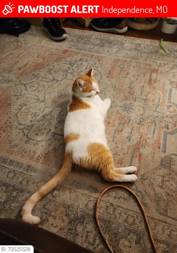 Lost Male Cat last seen 43rd and noland, Independence, MO 64055