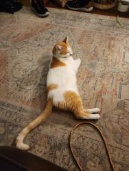 Lost Male Cat last seen 43rd and noland, Independence, MO 64055