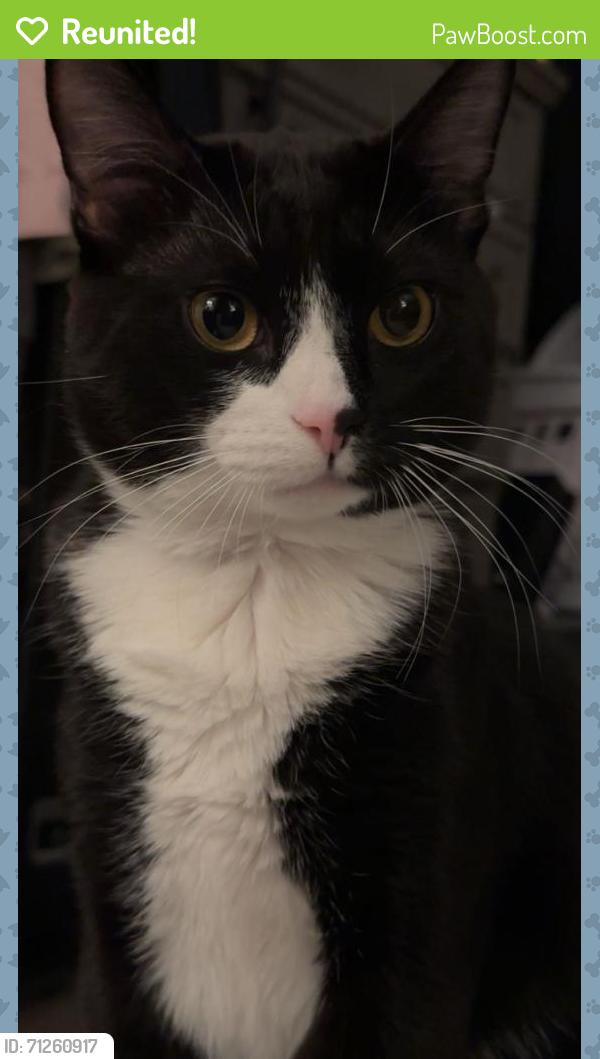 Reunited Male Cat last seen Near SE 6th St, Chehalis, WA 98532, USA, Chehalis, WA 98532