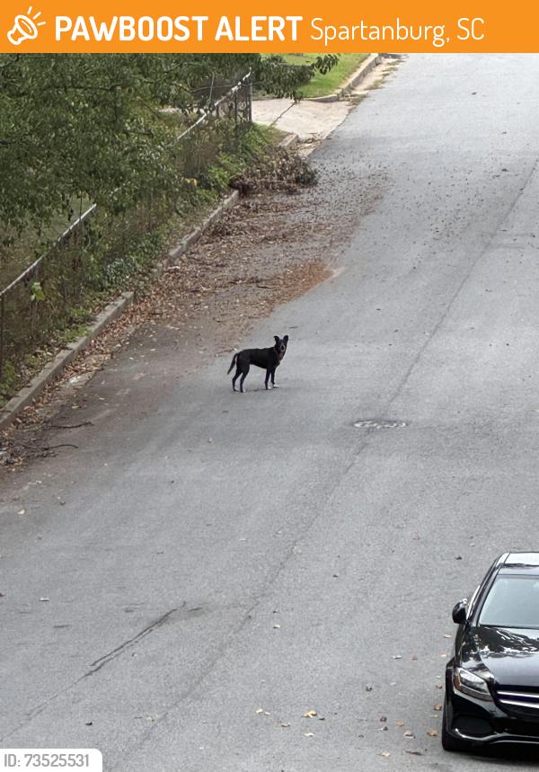 Found/Stray Unknown Dog last seen Woodland Heights neighborhood, Spartanburg, SC, Spartanburg, SC 29301