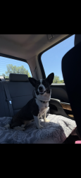 Lost Male Dog last seen Pumpkin land, Tehama County, CA 96080