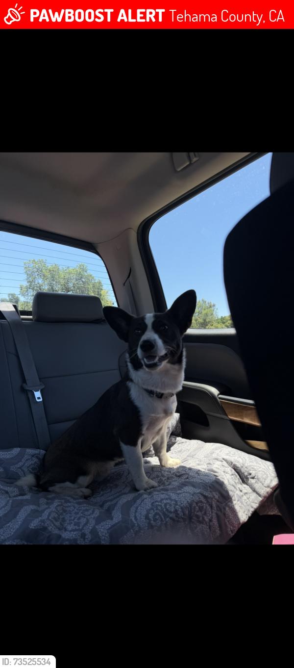 Lost Male Dog last seen Pumpkin land, Tehama County, CA 96080
