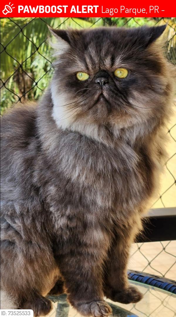 Lost Male Cat last seen Atrás do hosp evangélico, Lago Parque, PR 86010-010