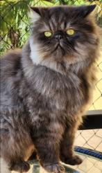 Lost Male Cat last seen Atrás do hosp evangélico, Lago Parque, PR 86010-010