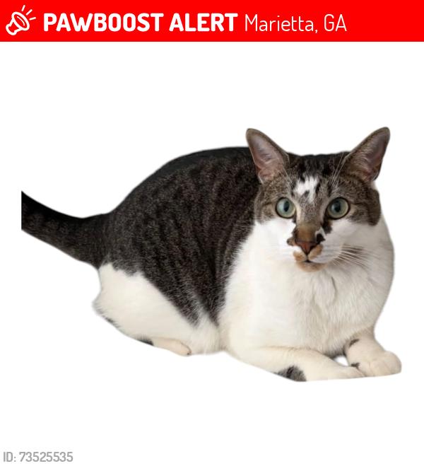 Lost Male Cat last seen Near Clubland Drive, Marietta, GA, USA, Marietta, GA 30068