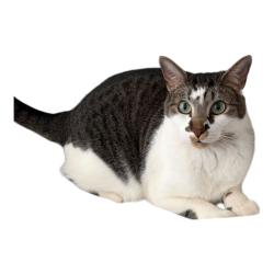 Lost Male Cat last seen Near Clubland Drive, Marietta, GA, USA, Marietta, GA 30068