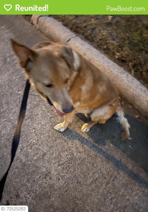 Reunited Male Dog last seen Spanish Oak Dr, Houston, TX 77066, USA, Houston, TX 77066