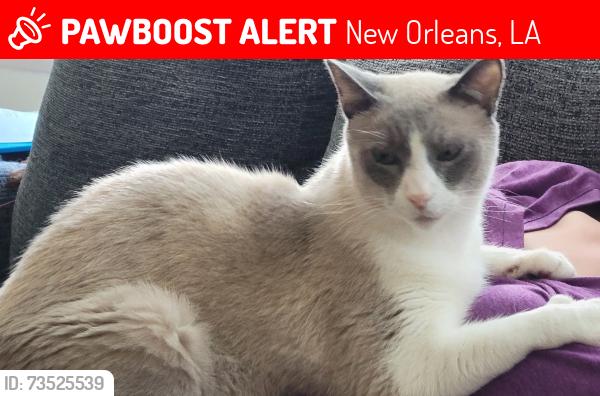 Lost Male Cat last seen Panola & Short st, New Orleans, LA 70118