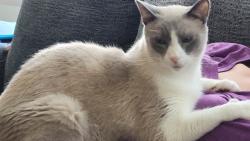 Lost Male Cat last seen Panola & Short st, New Orleans, LA 70118