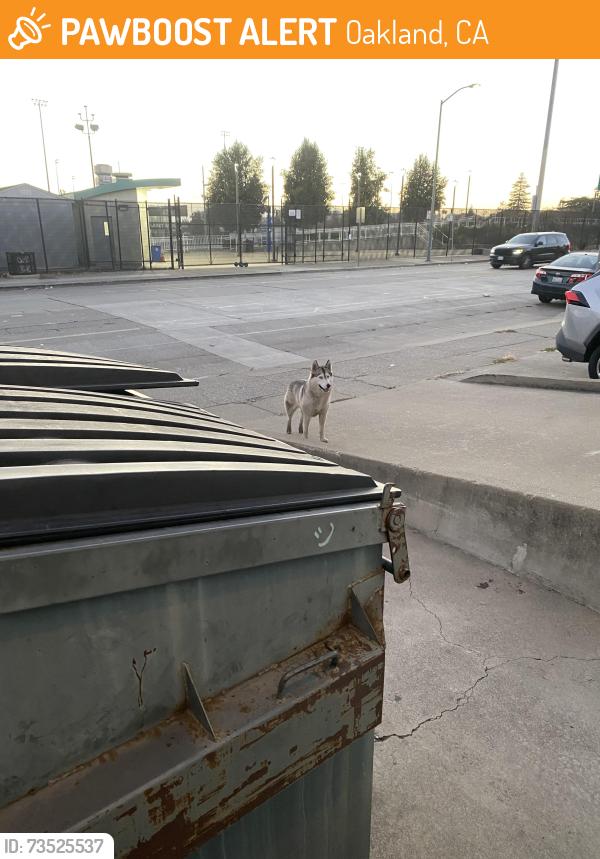 Found/Stray Unknown Dog last seen E. 10th St. between fourth Avenue and fifth Avenue next to Hyassa Motorbikes. Across the street from Laney College football field and practice field., Oakland, CA 94606