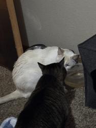 Reunited Male Cat last seen Inside Macintosh Court apmts, Tacoma, WA 98408