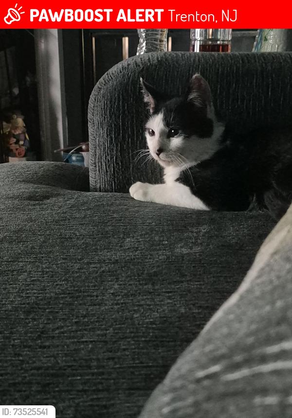 Lost Male Cat last seen Yorkshire way, Trenton, NJ 08691