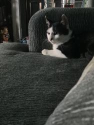 Lost Male Cat last seen Yorkshire way, Trenton, NJ 08691