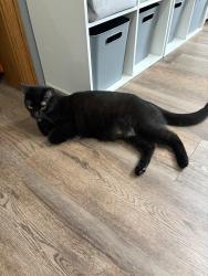Reunited Male Cat last seen Rohrer Rd and Kane Rd, Wadsworth, OH 44281
