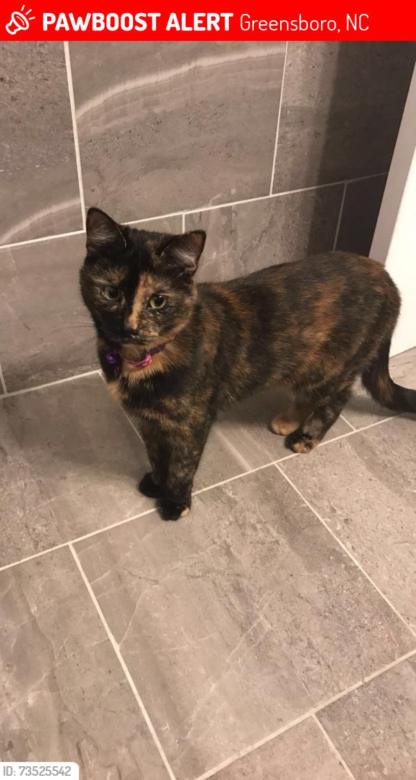 Lost Female Cat last seen Holden Rd, Greensboro, NC 27407