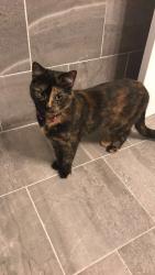 Lost Female Cat last seen Holden Rd, Greensboro, NC 27407